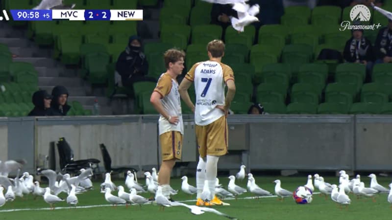 A-League: L'Insolite Invasion de Mouettes à Melbourne – Quel Impact Réel sur les Prochains Pronostics du Victory et des Jets?